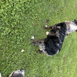 Aussiedoodle, Australian Shepherd, Miniature American Shepherd, and Poodle All Grown Up from Mammydoodles282