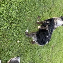 Aussiedoodle, Australian Shepherd, Miniature American Shepherd, and Poodle All Grown Up from Mammydoodles282