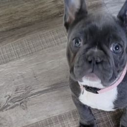 French Bulldogs from Wrinkles And Rolls Frenchies
