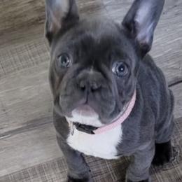 French Bulldogs from Wrinkles And Rolls Frenchies