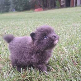 Cronus - Blue male Pomeranian puppy in Mendenhall, Mississippi from Cloud Claws