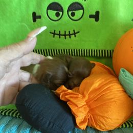 Girl 1 - Chocolate and white female Chihuahua puppy in Red Bluff, California from Aye Chihuahua