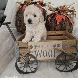 Delilah - Cream female Assorted Doodle Crosses puppy in Yucaipa, California from Mini Doodle Dandies