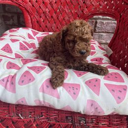 Maltese, Poodle, and Shih Tzu Puppies from Happy puppies