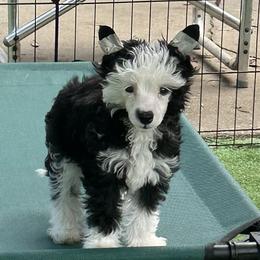 Chinese Crested puppies from BryMar Chinese Cresteds