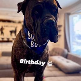Cane Corso All Grown Up from Mass Cane Corso