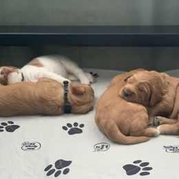 Goldendoodle Puppies from Esmé Doodles