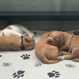 Goldendoodle Puppies from Esmé Doodles
