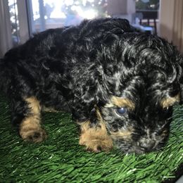 Assorted Doodle Crosses All Grown Up from Yoriko's Puppies