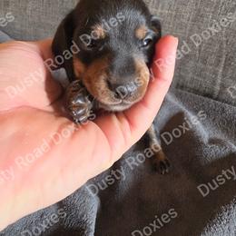 Jacob - Black and tan male Dachshund puppy in Blanchard, Oklahoma from Dusty Road Doxies