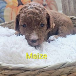 Maize (yellow collar) - Red  female Goldendoodle puppy in Fayetteville, North Carolina from Frannie's Goldendoodle Puppies