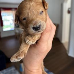 Dark Red Male - Red male Aussiedoodle puppy in Spring Hill, Florida from Pawprint Dreams Boarding and Kennel