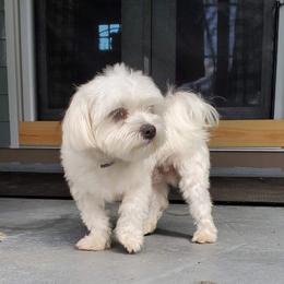 Tennessee - White female Maltese puppy in Four Oaks, North Carolina from .Havenkennels.Net