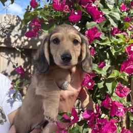 Akc Beef - Sable male Dachshund puppy in Tampa, Florida from Sunkissed Doxies