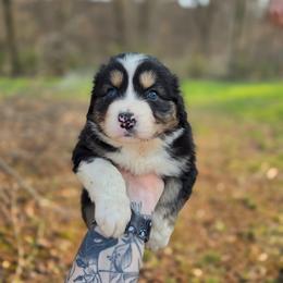 Panda - Black tri-color male Australian Shepherd puppy in London, Kentucky from Kenmont Kennels