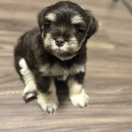 Chubs - Liver male Miniature Schnauzer puppy in Salisbury, North Carolina from Truffle Tail Schnauzers
