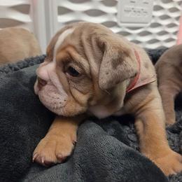 Girl 2 red collar - Chocolate tri-color female Bulldog puppy in Lewisberry, Pennsylvania from Salted Rim Corgis