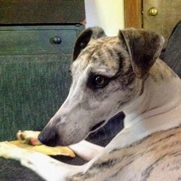 Whippet All Grown Up from Timbreblue Whippets