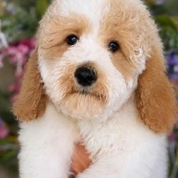 Hannah - Parti female Goldendoodle puppy in Yuciapa, California from AlltheDoodlez_