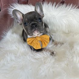 Dublin - French Bulldog puppy in Petaluma, California from Luma Frenchies