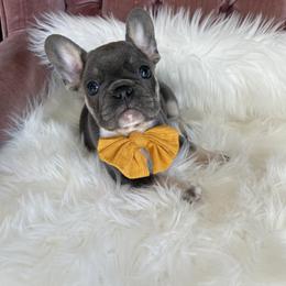 Dublin - French Bulldog puppy in Petaluma, California from Luma Frenchies