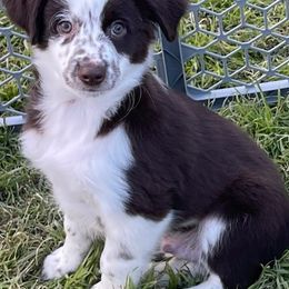 Miniature Australian Shepherds and Toy Australian Shepherds from 2e Ranch