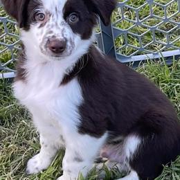 Miniature Australian Shepherds and Toy Australian Shepherds from 2e Ranch