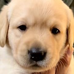 PINK - Labrador Retriever puppy from Timber Creek Labradors