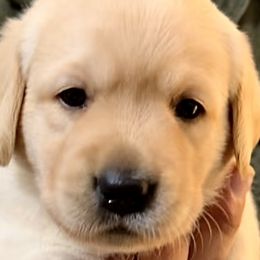 PINK - Labrador Retriever puppy from Timber Creek Labradors