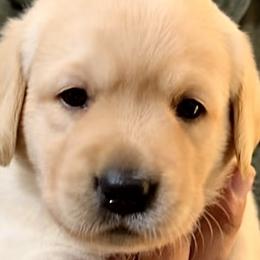 PINK - Labrador Retriever puppy from Timber Creek Labradors