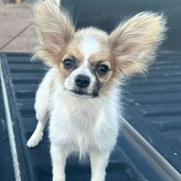 Boy 2 - male Papillon puppy in Apache Junction, Arizona from Coppertone Papillons