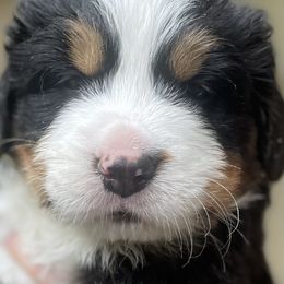 Ginkgo - Black rust and white male Bernese Mountain Dog puppy in Fountain, North Carolina from Stargirl Bernese Mountain Dogs
