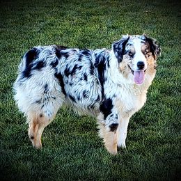 Joy - Australian Shepherd