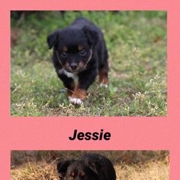 Miniature Australian Shepherd and Toy Australian Shepherd All Grown Up from BK Rustic Aussies