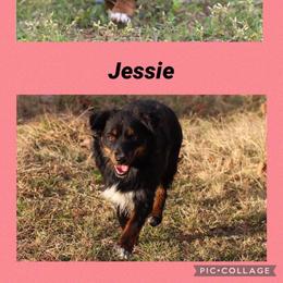 Miniature Australian Shepherd and Toy Australian Shepherd All Grown Up from BK Rustic Aussies