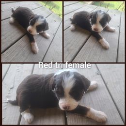 Aussiedoodle Puppies from Southern Charm Farms