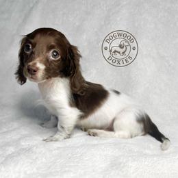 Bella - Piebald female Dachshund puppy in Monroe, North Carolina from Dogwood Doxies