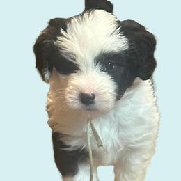 Sky - Black and white Sheepadoodle puppy in Candler, North Carolina from Celia's Sheepadoodles