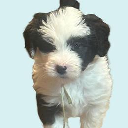 Sky - Black and white Sheepadoodle puppy in Candler, North Carolina from Celia's Sheepadoodles