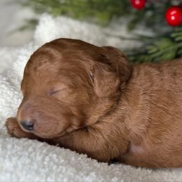 Blue collar - Red  male Goldendoodle puppy in Monrovia, California from Fancy Paws Inc