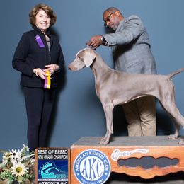 Weimaraners from Ball Bluff Kennel