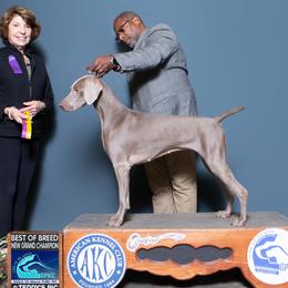 Weimaraners from Ball Bluff Kennel