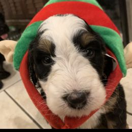 Goldendoodle, Bernedoodle, Poodle, Sheepadoodle, and Yorkshire Terrier Puppies from Free State Pedigrees