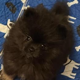 Rory - Black and tan female Pomeranian puppy in Arizona from Ma Petite Amore Pomeranians