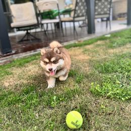Uni - Red and white male Pomsky puppy in Orange County, California from Pomsky Playpen