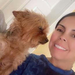 Yorkshire Terriers from Munoz yorkies