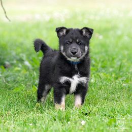 Ahti - Black and tan male Lapponian Herder puppy in Prattsburgh, New York from Maalattu Koirankoppi Lapponian Herders