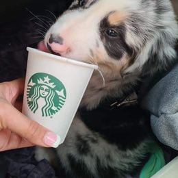 Australian Shepherd Puppies from Augusta Aussies