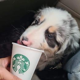 Australian Shepherd Puppies from Augusta Aussies