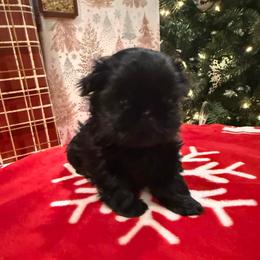Lucia - Black male Shih Tzu puppy in Success, Missouri from Sweet Success